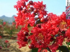 2022年紫薇樹價(jià)格_市場報(bào)價(jià)