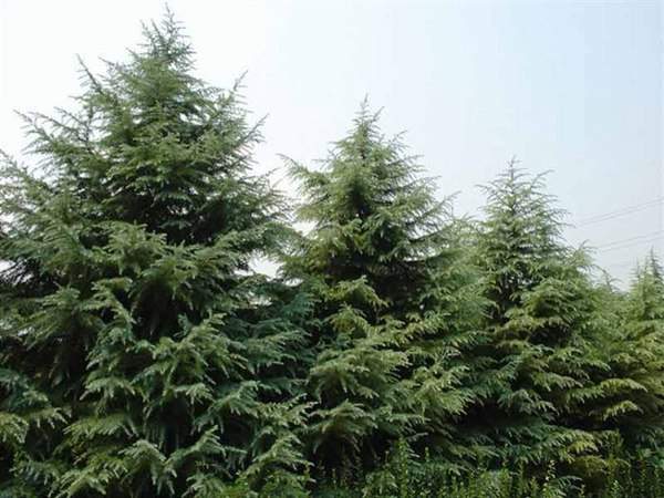 2016年最新雪松價(jià)格