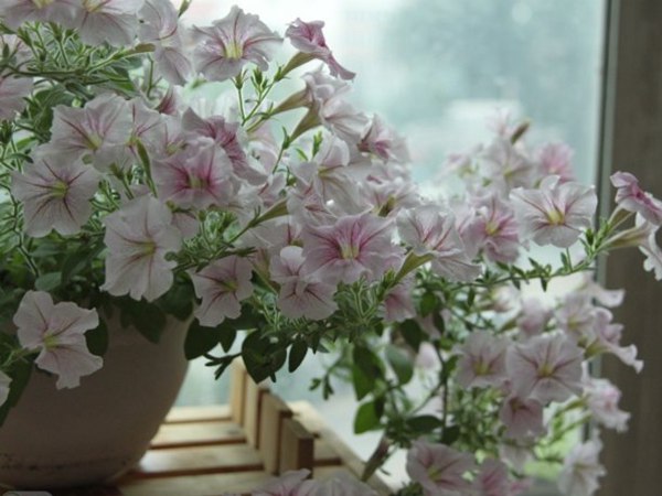 老祖宗的智慧 28條關于養花的諺語