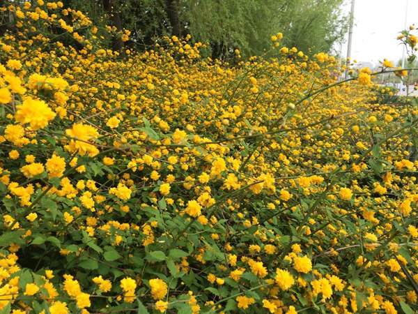 棣棠花的花語是什么？