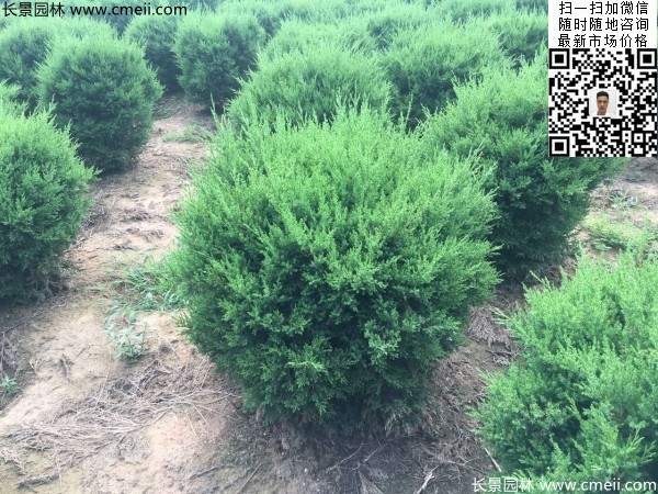 耐寒常綠球類(lèi)苗木塔柏球圖片