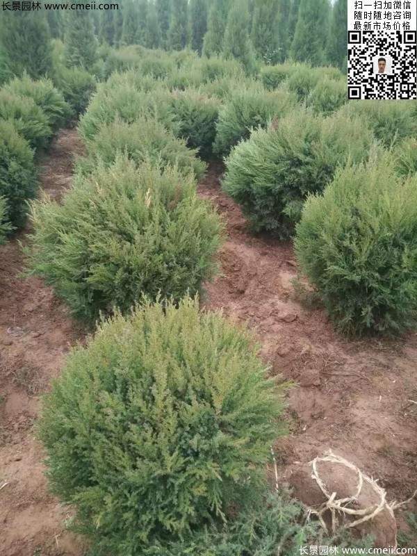 耐寒常綠球類(lèi)苗木塔柏球圖片