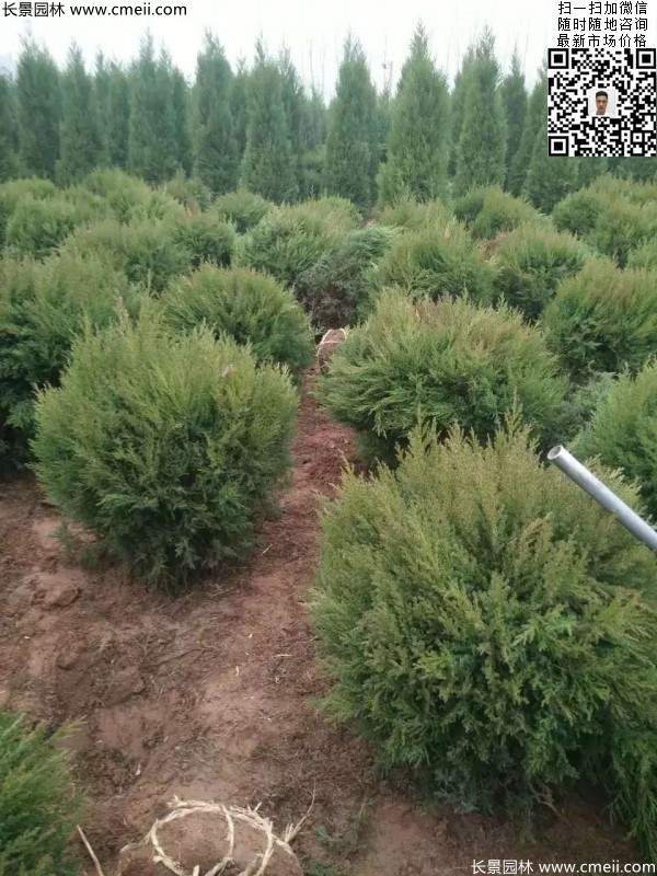 耐寒常綠球類(lèi)苗木塔柏球圖片