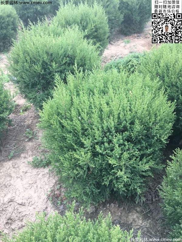 耐寒常綠球類(lèi)苗木塔柏球圖片