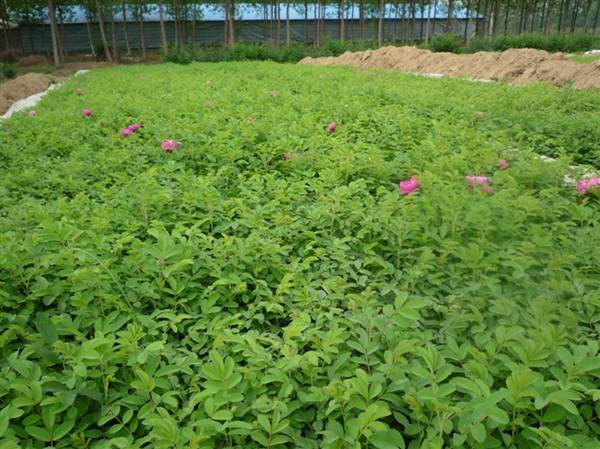 物美價(jià)廉的食用玫瑰在哪買？