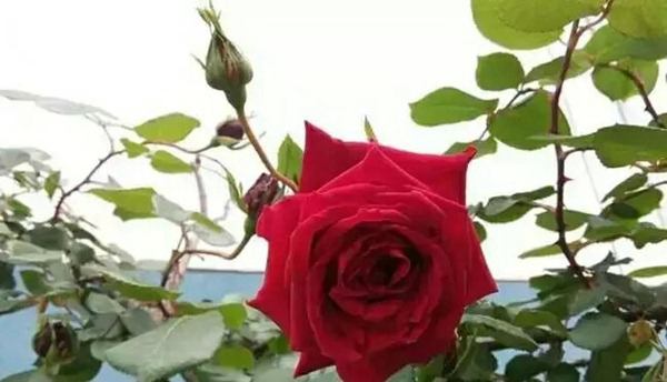 御用馬車(Etoile de Hollande，Climbing)