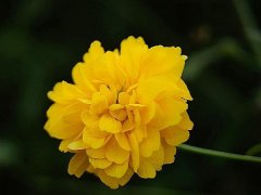 重瓣棣棠價格哪里便宜？產(chǎn)地在哪里？