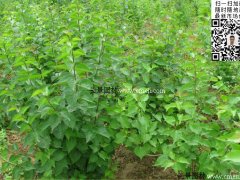 去那里購買丁香苗最實(shí)惠？