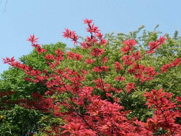 紅楓作衫，白楊為裙，美的傾國傾城！