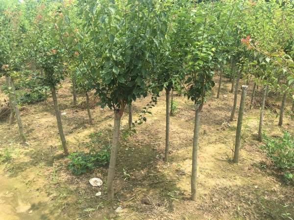 國(guó)內(nèi)數(shù)一數(shù)二紅梅花產(chǎn)地，你知道幾個(gè)