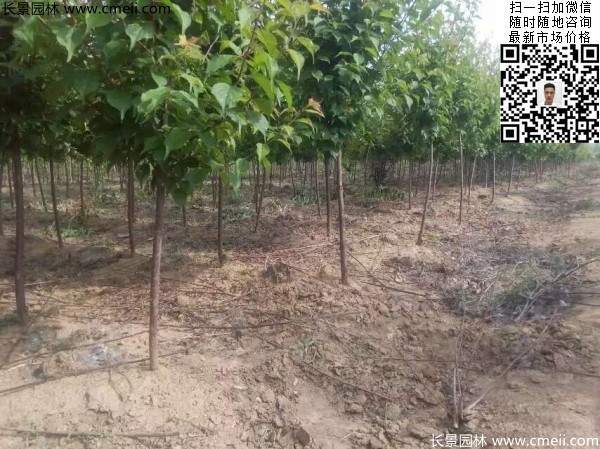 國(guó)內(nèi)數(shù)一數(shù)二紅梅花產(chǎn)地，你知道幾個(gè)