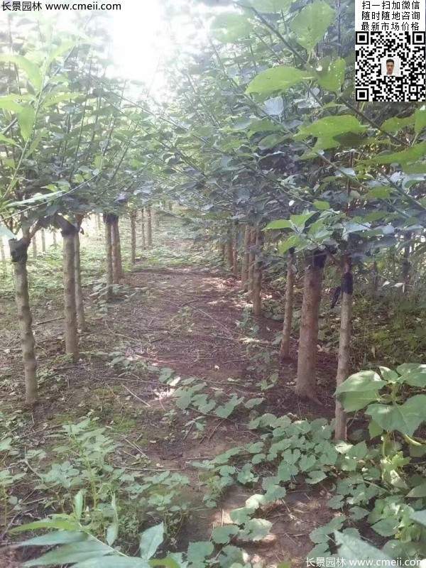 國(guó)內(nèi)數(shù)一數(shù)二紅梅花產(chǎn)地，你知道幾個(gè)