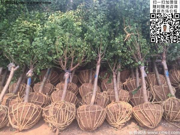 國(guó)內(nèi)數(shù)一數(shù)二紅梅花產(chǎn)地，你知道幾個(gè)