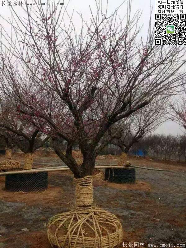 國(guó)內(nèi)數(shù)一數(shù)二紅梅花產(chǎn)地，你知道幾個(gè)