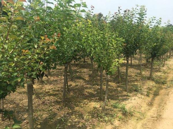 高端、大氣、上檔次的紅梅