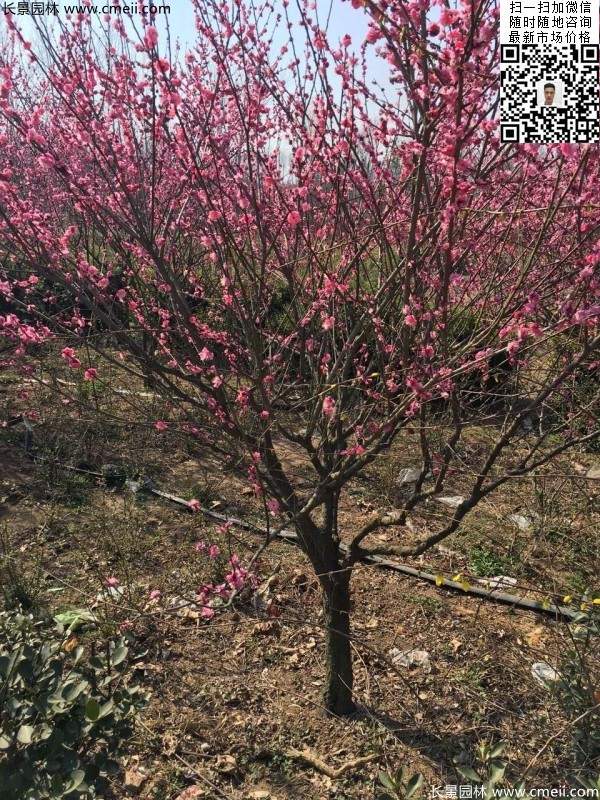 高端、大氣、上檔次的紅梅