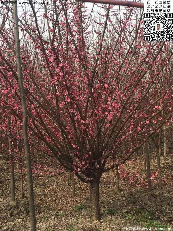 高端、大氣、上檔次的紅梅