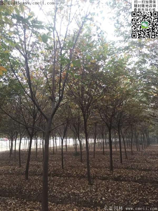 櫸樹(shù)身價(jià)