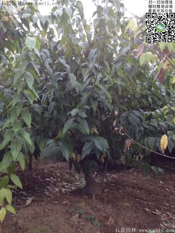 沭陽(yáng)臘梅樹