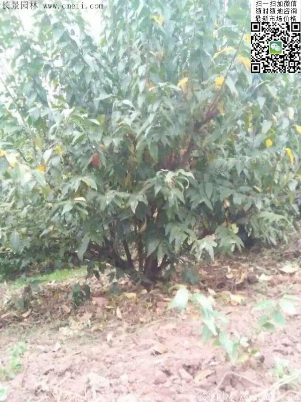 沭陽(yáng)臘梅樹