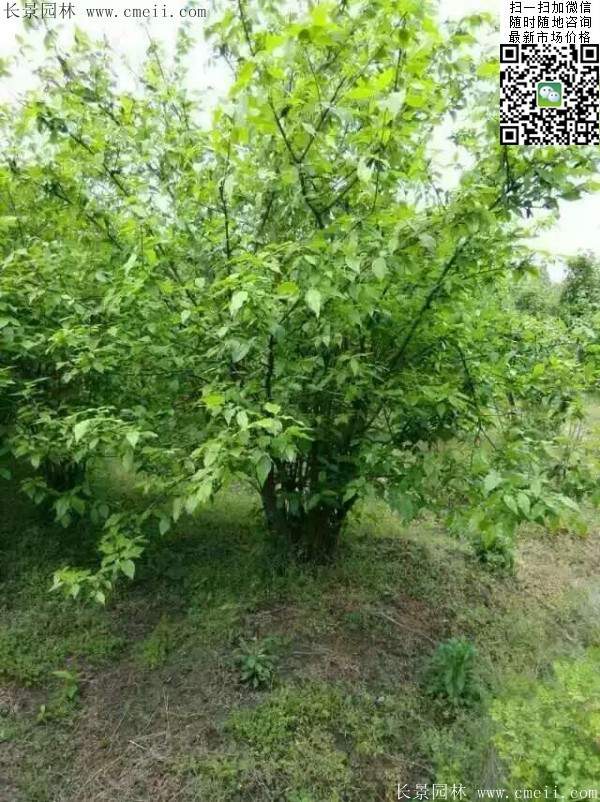 沭陽臘梅基地