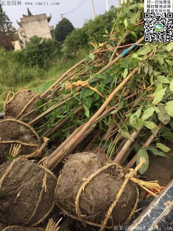 沭陽臘梅基地