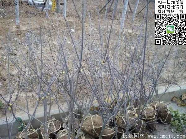 臘梅樹 臘梅樹
