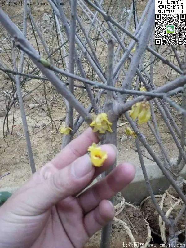 臘梅樹 臘梅樹