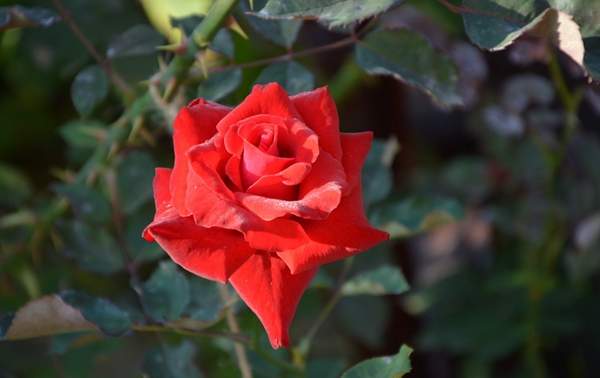 沭陽(yáng)玫瑰基地