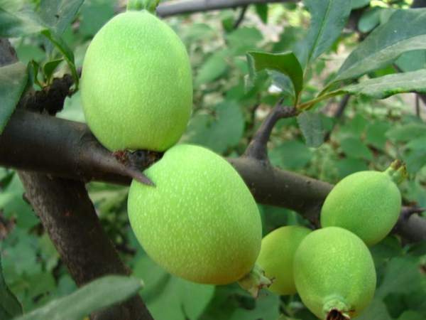 木瓜樹綠化、經(jīng)濟(jì)價(jià)值