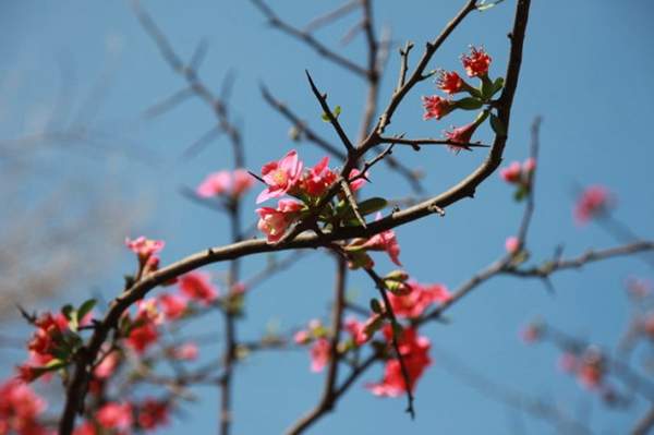 木瓜樹綠化、經(jīng)濟(jì)價(jià)值