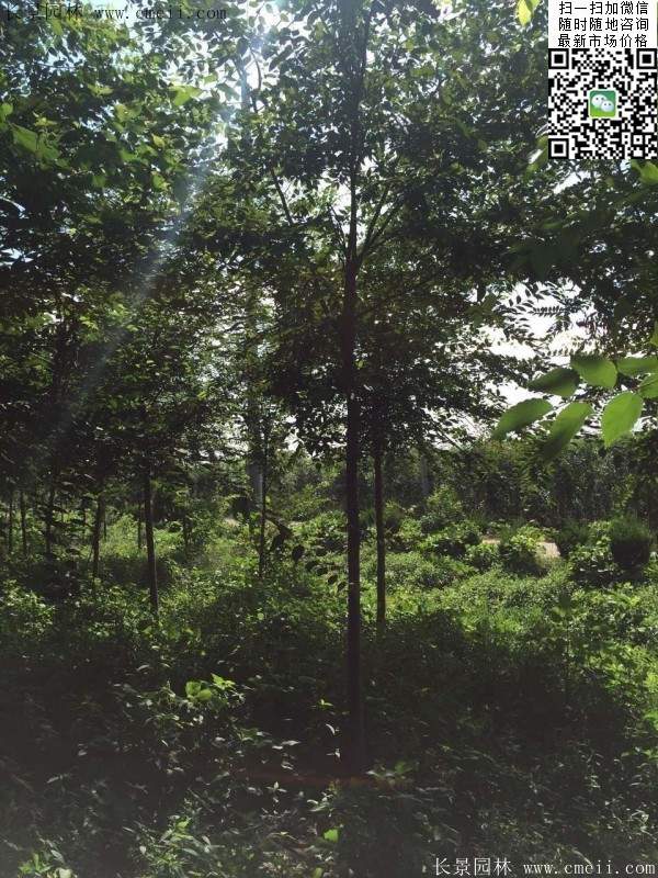 櫸樹哪里便宜？麻煩推薦一家大型，有誠信的單位！