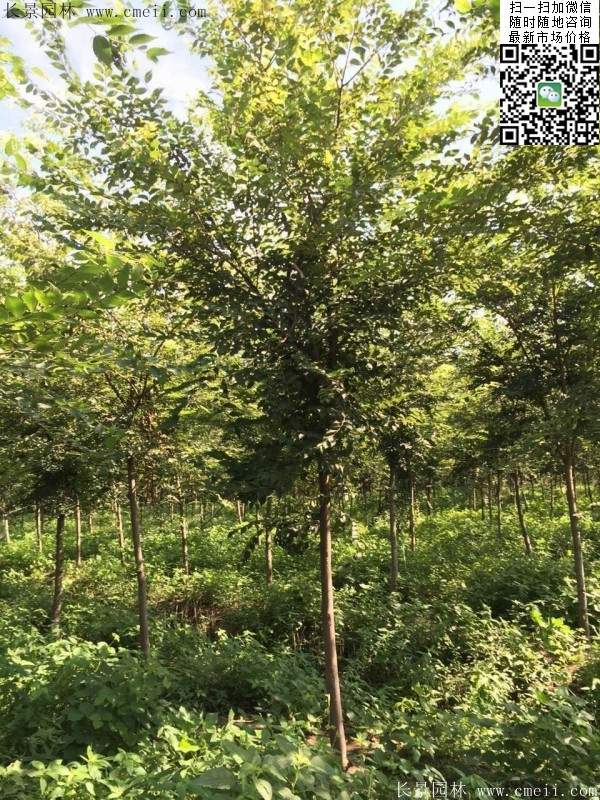 櫸樹哪里便宜？麻煩推薦一家大型，有誠信的單位！