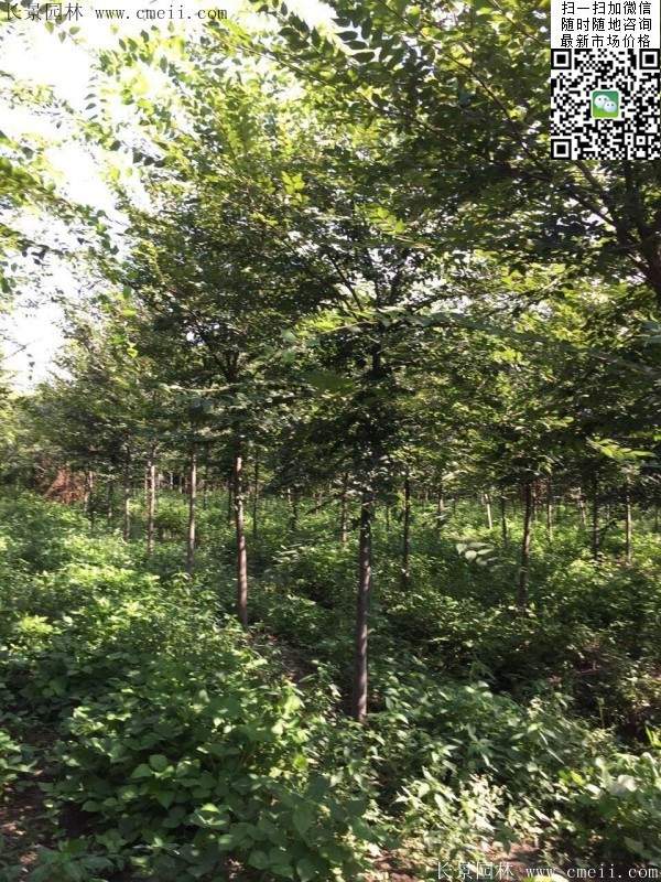 櫸樹哪里便宜？麻煩推薦一家大型，有誠信的單位！