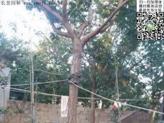 都是傲嬌的流蘇樹，只賣呆萌的價(jià)格