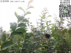 「內(nèi)部資料」行內(nèi)采購流蘇樹報(bào)價(jià)單曝光！