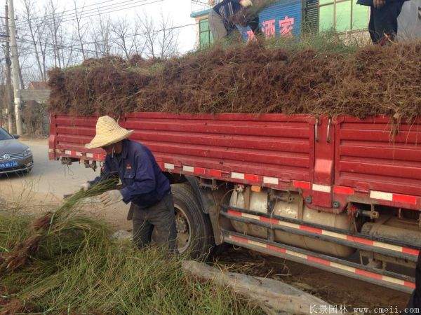 2016沭陽的棣棠價格