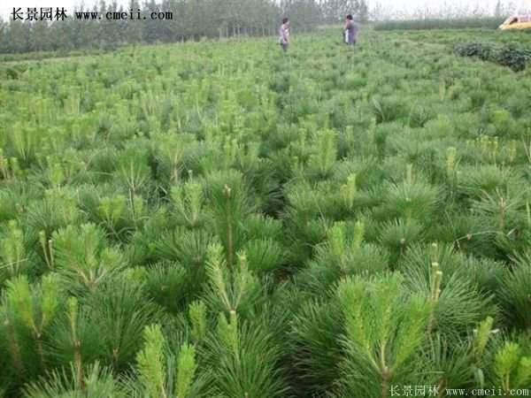 沭陽黑松苗、黑松樹