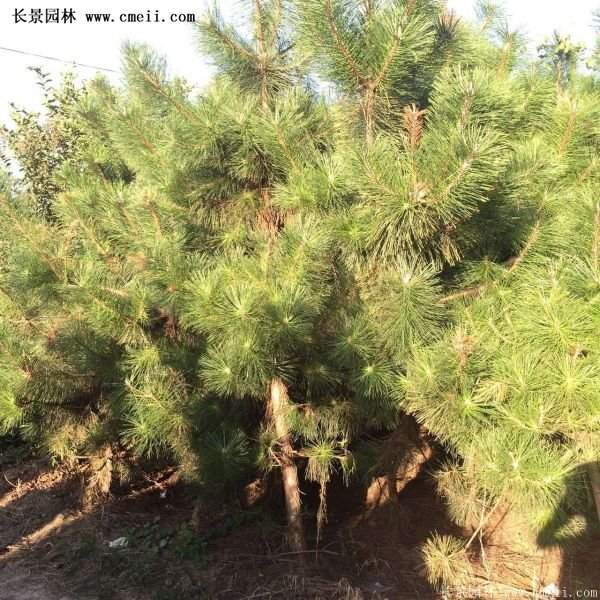 沭陽黑松苗、黑松樹