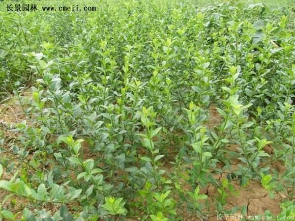 沭陽扶芳藤價格