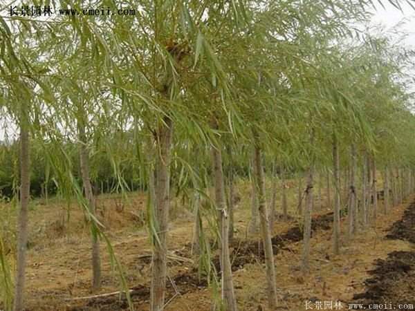 2016下半年沭陽地區金絲柳苗圃報價匯總