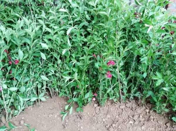 沭陽紅王子錦帶苗