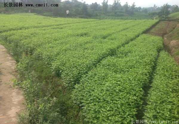 紅瑞木金牌的供應商