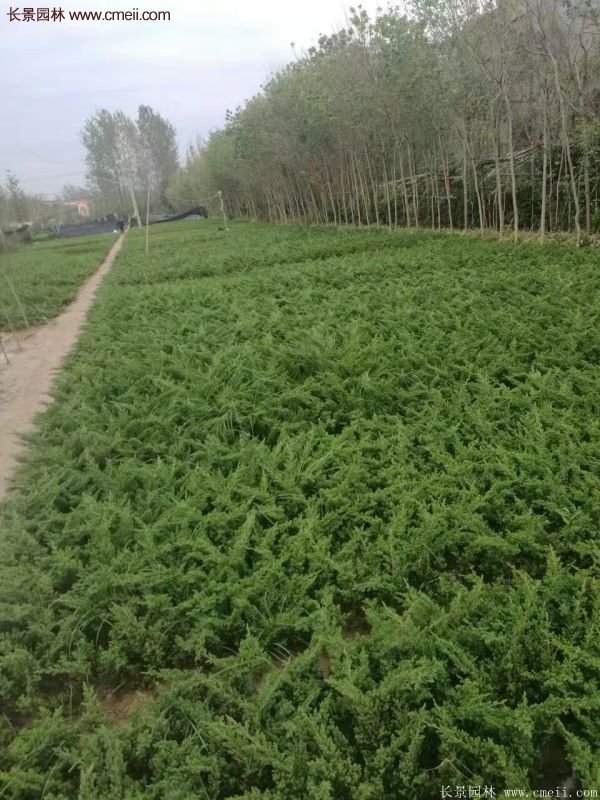 沭陽地柏苗的價格