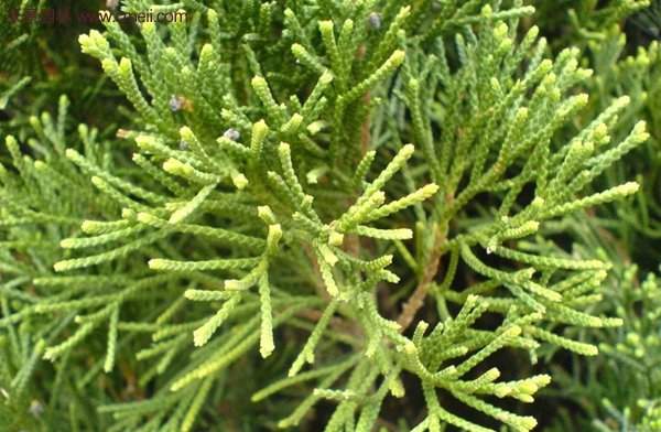 沭陽沙地柏基地