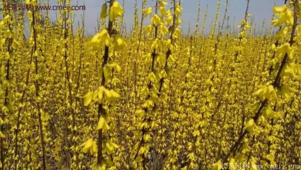 沭陽低價連翹苗