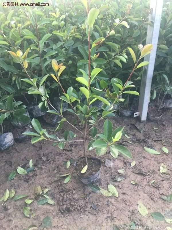 沭陽基地的紅葉石楠