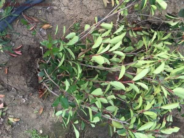 沭陽基地的紅葉石楠