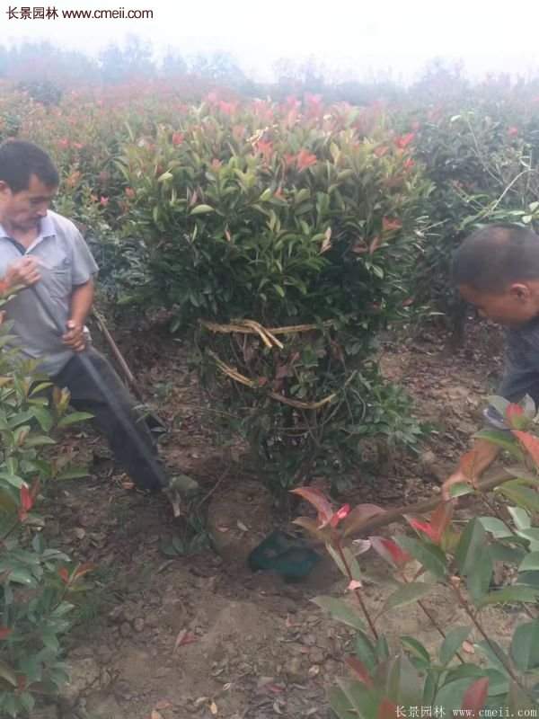 沭陽基地紅葉石楠各種規格的價格表