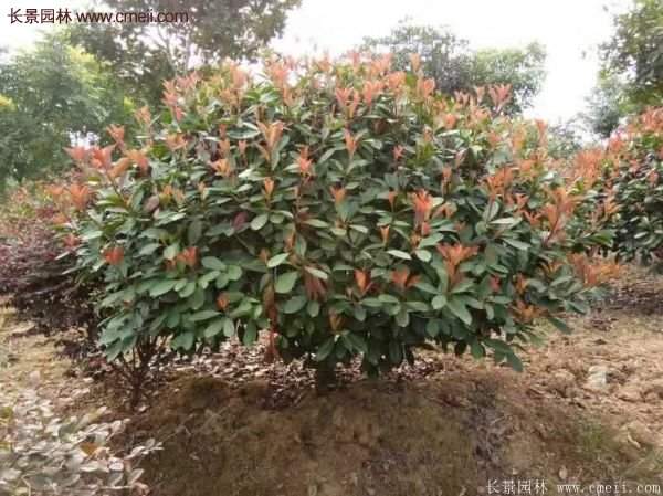 沭陽紅葉石楠的規格